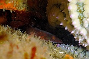 Lepadogaster candollei Porte ecuelle-Belle ile Pointe de Kerzo-10m-20160704-Denis-ADER-DSC_8656_tn